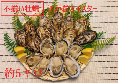新富津漁業協同組合江戸前オイスター